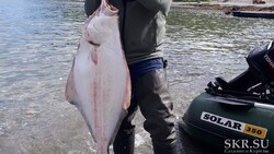 Сахалинский рыбак в Долинском районе поймал на щупальце кальмара 13-килограммового палтуса