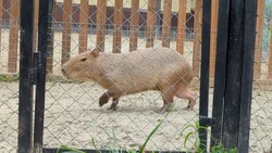Капибара Мыша покрасовалась перед посетителями Сахалинского зоопарка