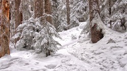 Погода в Южно-Сахалинске 20 декабря: -8 днем и слабый снег
