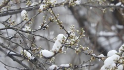 Синоптики уточнили прогноз погоды на 4 апреля в Сахалинской области 