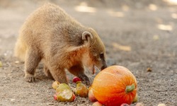 Зоопарк попросил ненужную тыкву и яблоки у дачников Южно-Сахалинска