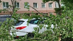 Огромная ветка упала на автомобиль в Южно-Сахалинске