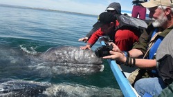 Ученые сделали интересное открытие о китах у берегов Сахалина