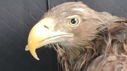 Сотрудники фонда «Зеленый Сахалин» спасли орлана от голода