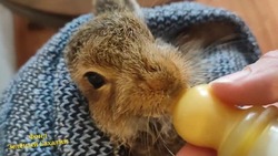 Активисты фонда «Зеленый Сахалин» спасли зайчонка 