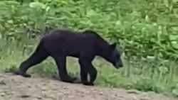 Молодой медведь преградил дорогу грузовику на юге Сахалина