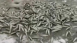 «Тут как грязи ее»: рыбаки похвастались большим уловом корюшки на севере Сахалина