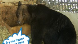 В Сахалинском зоопарке пройдет экологический урок на тему пробуждения медведей