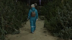 Жителям Южно-Сахалинска дали советы по выбору новогодней ели