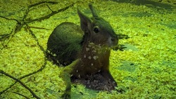 Необычные «зайцы» поселились в Сахалинском зоопарке