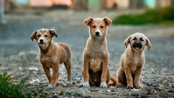 Специалисты поймали 15 собак в шести районах Южно-Сахалинска