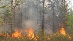 Блогер, объехавший Дальний Восток, обвинил власти в безразличии к лесным пожарам: природа обречена