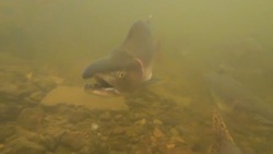 Нерест лосося на глубине снял на камеру сахалинский блогер