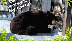 В зоопарке Южно-Сахалинска проснулись медведи