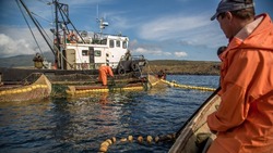 Вылов лосося на Дальнем Востоке вырос на 65% к 2021 году