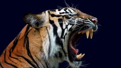 Тигр напал на 19-летнего охотника к западу от Сахалина