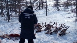 Следком завершил расследование дела о массовом убийстве оленей на Сахалине