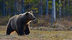 Медведь-вегетарианец покинул дачи на юге Сахалина