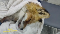 «Открытый перелом лапы»: лис пострадал в ДТП на Сахалине