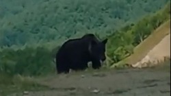 Медвежонок второй день гуляет у памятника на Холмском перевале