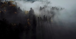Осенний туманный лес на Сахалине показали с высоты птичьего полета
