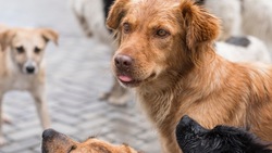 Пять агрессивных собак поймали в Южно-Сахалинске 27 сентября 