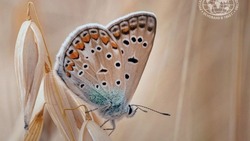 Японских бабочек-лишайниц впервые обнаружили на Кунашире 