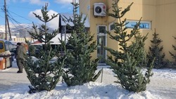 Первые елки для продажи на Новый год привезли в Южно-Сахалинск