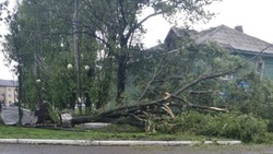 Дождь повалил деревья и сломал стелу в Александровске-Сахалинском