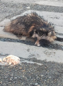 Щенок енотовидной собаки приполз к зданию ДРСУ в Томари