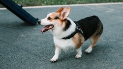 Игровые площадки для собак могут стать частью программ по благоустройству на Сахалине