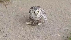 Маленькая сова гуляла по улице в Ногликах утром 11 сентября