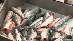 Росрыболовство: производство лососевой икры в РФ с начала года выросло в три раза