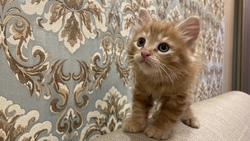 В интернете запустили кото-фоточеллендж ко дню Курильского бобтейла