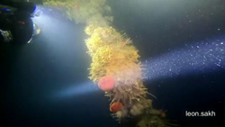 Сахалинские дайверы нашли неопознанный объект на дне моря