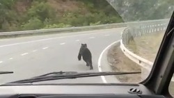 Молодой медведь поиграл в догонялки с автобусом на Холмском перевале