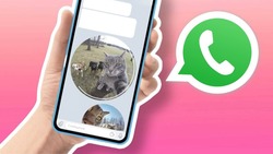 WhatsApp запустит функцию записей видеосообщений в кружках в ближайшие дни 