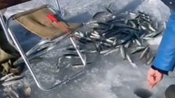 «Одну за одной»: рыбаки на Сахалине продолжают хвастаться уловами корюшки-зубатки