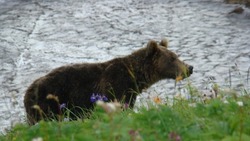 Сроки охоты на бурого медведя установили на 2024 год в Сахалинской области