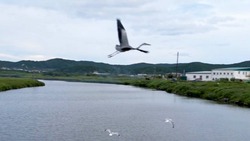 Очистка русла канала Масурао стартовала в Углегорске