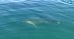 Акула съела улов рыбаков на юго-востоке Сахалина — ВИДЕО