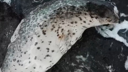«Жир греет?»: сахалинский тревел-блогер сравнил людей с тюленями