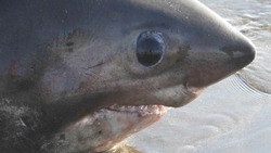 «Преждевременные роды»: биологи с Курил рассказали подробности о выбросившейся акуле