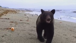 Взрослого медведя сахалинец угостил буханкой хлеба. Видео