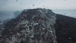 Фотограф поделился уникальными кадрами с острова Тюлений возле Сахалина