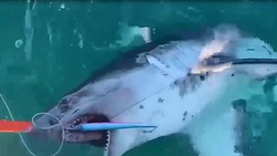 «Таких мы еще не ловили»: крупная акула попалась на крючок рыбаков на Сахалине