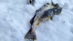 Рыбаков Сахалина просят не выбрасывать навагу на лед. Рыба нужна бездомным животным