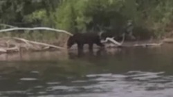 Мирно бродил: возле села Огоньки на Сахалине рыбаки снова встретили медведя