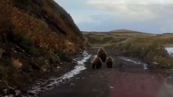Три медведя убежали от путешественников в Северо-Курильском районе