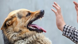 Суд взыскал 150 тысяч рублей с владельца собаки за нападение пса на ребенка в Смирных